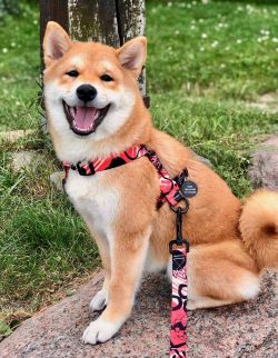 picture of dog