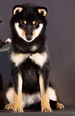 picture of dog