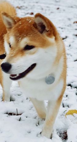 picture of dog