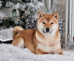 picture of dog