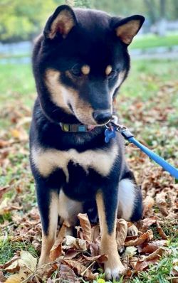 picture of dog