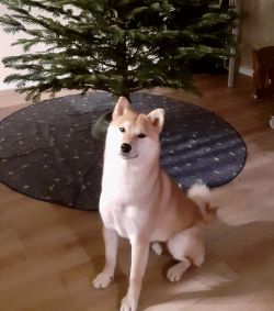 picture of dog