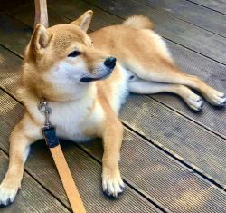 picture of dog