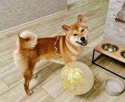 picture of dog