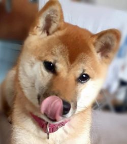 picture of dog
