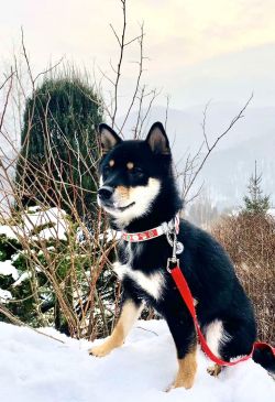 picture of dog