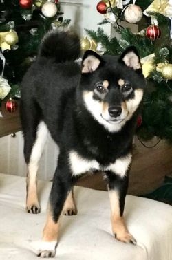 picture of dog