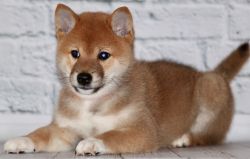 picture of dog