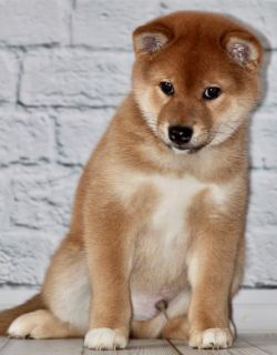 picture of dog