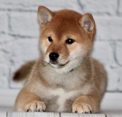 picture of dog
