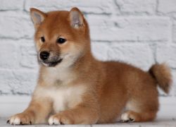 picture of dog