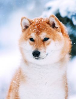 picture of dog
