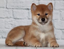 picture of dog