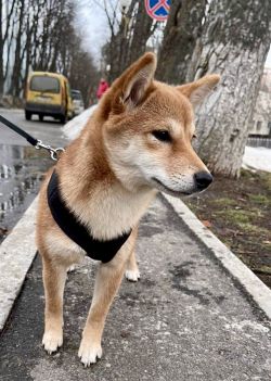 picture of dog