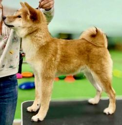 picture of dog