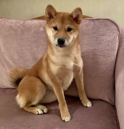 picture of dog
