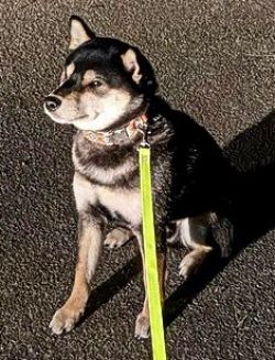 picture of dog