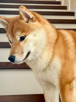 picture of dog
