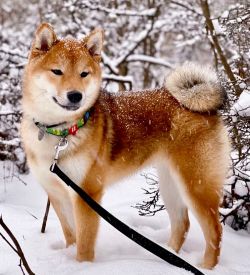 picture of dog