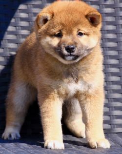 picture of dog