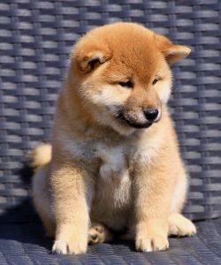 picture of dog