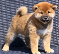 picture of dog