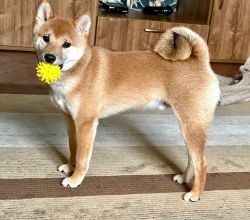 picture of dog
