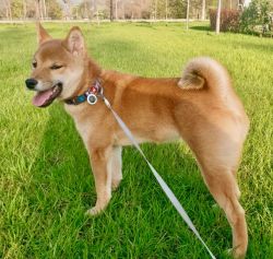 picture of dog