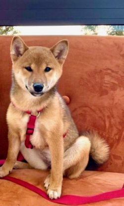 picture of dog
