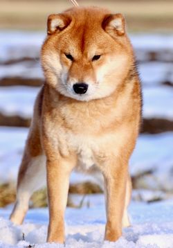 picture of dog