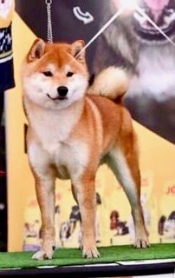 picture of dog