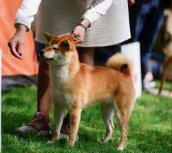 picture of dog