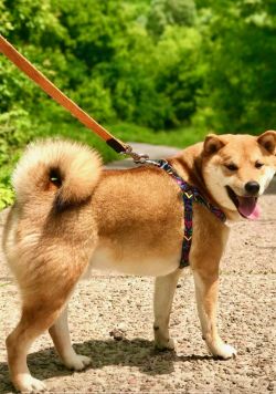 picture of dog