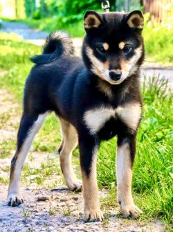 picture of dog