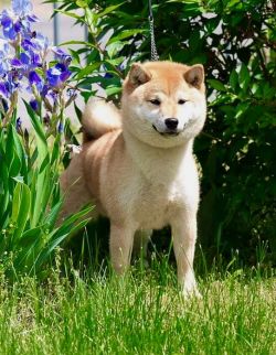 picture of dog