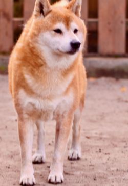 picture of dog
