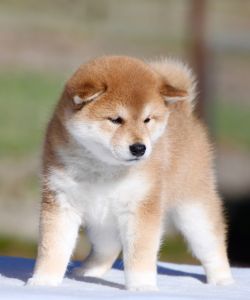 picture of dog