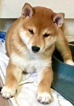 picture of dog
