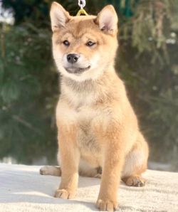 picture of dog