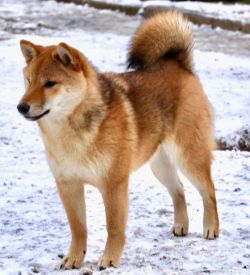 picture of dog