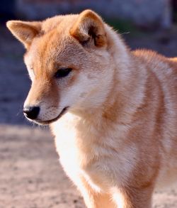 picture of dog