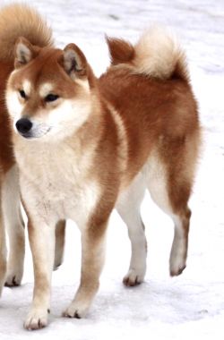 picture of dog