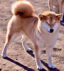 picture of dog