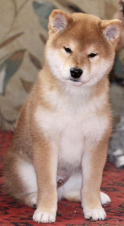 picture of dog