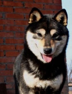 picture of dog