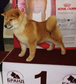picture of dog