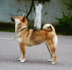 picture of dog