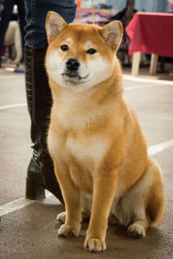 picture of dog