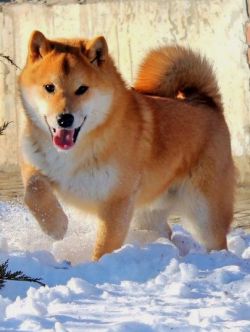 picture of dog