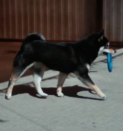 picture of dog